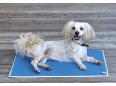 Neu: Inkontinenz-Auflagen für Hunde von piccobello – der sichere Schutz für alle Liegeplätze Ihres Hundes.