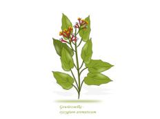 BeautyMay macht die Zusammenhänge zwischen Gewürzen und Parfüm verständlich