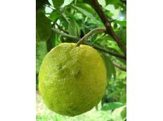 Zitrusdüfte fördern die Konzentration