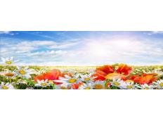 Mit Sommerdüften die warme Jahreszeit genießen!