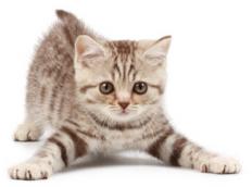 Gutes Trockenfutter für Katzen – der Katzenshop von www.rinderohr.de bietet Eigenmarke an