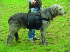 Mehr Mobilität für alte und kranke Hunde – mit Tragehilfe, Gehhilfe oder Tragegeschirr für Hunde