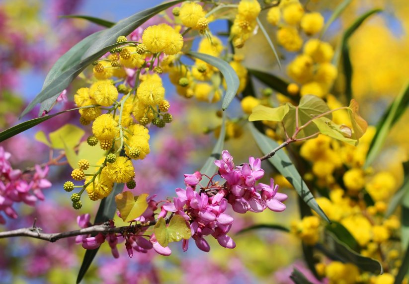 Farbenprächtiger Frühling an der Côte d'Azur