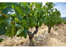 Sonne im Herzen und im Glas: Die Gegend um Saint-Tropez ist ein wahres Wein El Dorado – Das Hotel Villa Provençale bietet eine hoch-karätige Auswahl allabendlich an