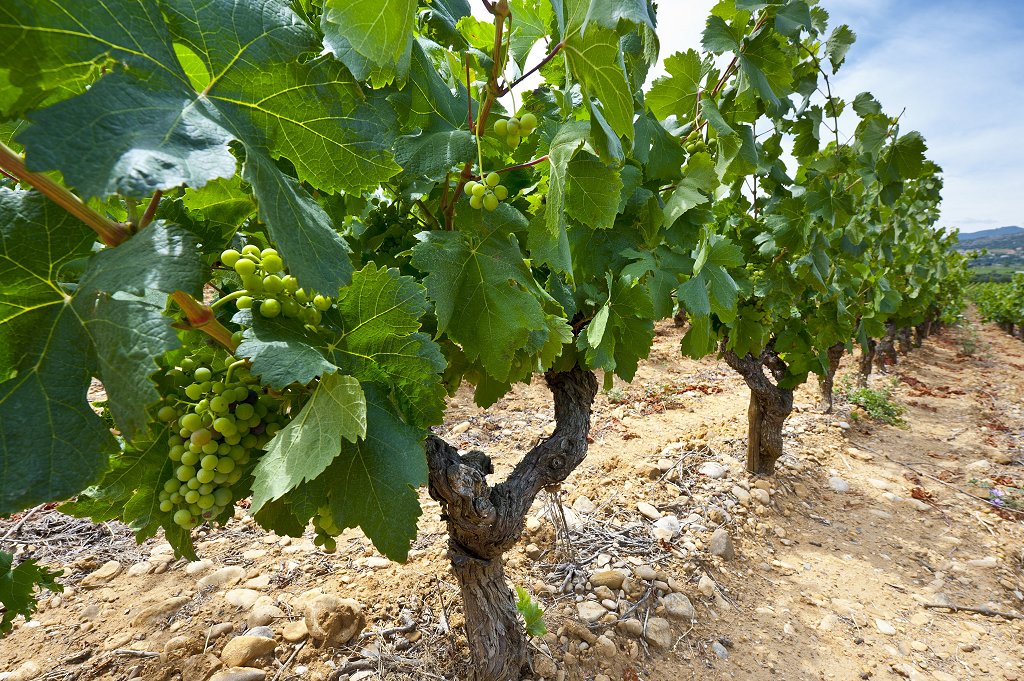 Sonne im Herzen und im Glas: Die Gegend um Saint-Tropez ist ein wahres Wein El Dorado â€“ Das Hotel Villa ProvenÃ§ale bietet eine hoch-karÃ¤tige Auswahl allabendlich an