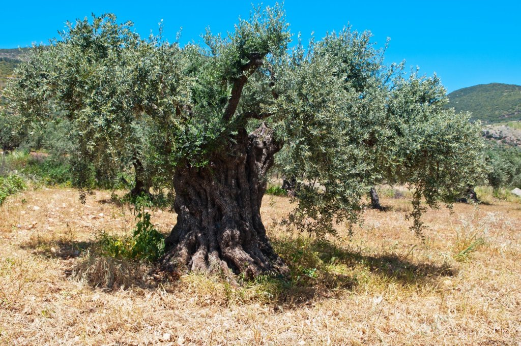Bitte nicht unterschÃ¤tzen: Die vielseitige Olive!  Immer wieder ein kulinarischer Hochgenuss ebenso wie eine nÃ¼tzliche Heilpflanze und Beauty-Produkt