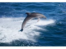 Prominente erspähen ist out – An der Côte d'Azur geht man auf Delfin-Safari