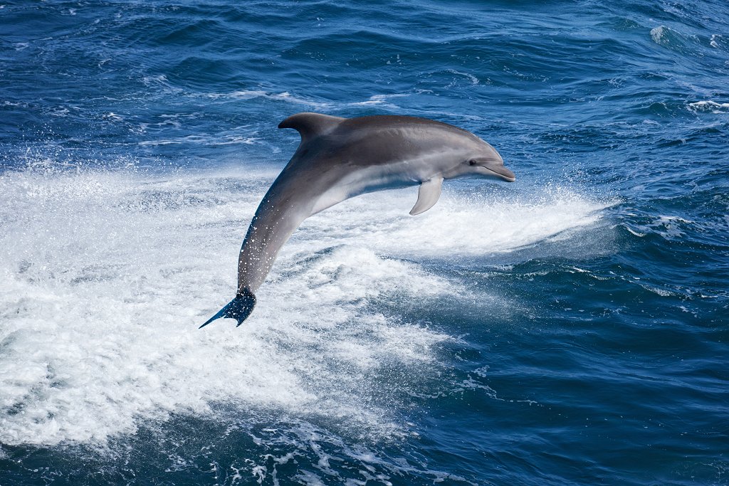 Prominente erspähen ist out – An der Côte d'Azur geht man auf Delfin-Safari