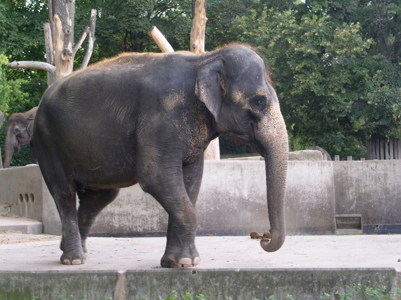 Elefant Auf Entdeckungsreise im Kölner Zoo