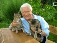 Deutsche sind katzenverliebt, am 8. August 2012 ist Tag der Katze