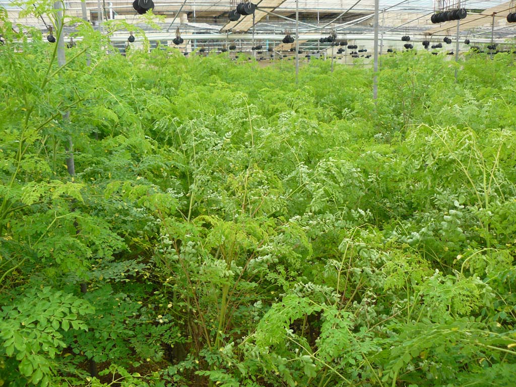 Moringa, der essbare Wunderbaum